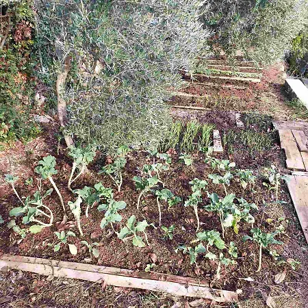 Mary's Garden Holiday home Tulisevica