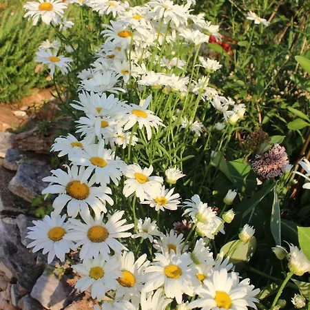 Mary's Garden Holiday home *